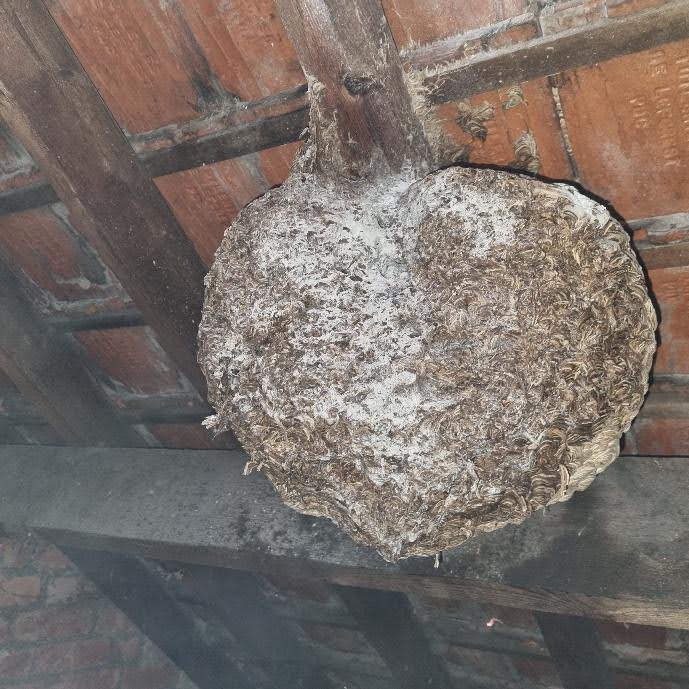 benefits of pest and vermin control