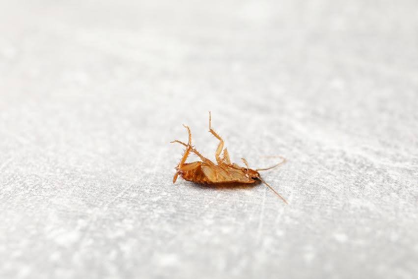 get rid of rodents and other pests