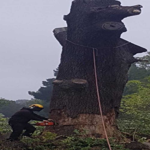 Landscaping, Garden Maintenance, Tree Surgery and Mini Digger Hire Project 1