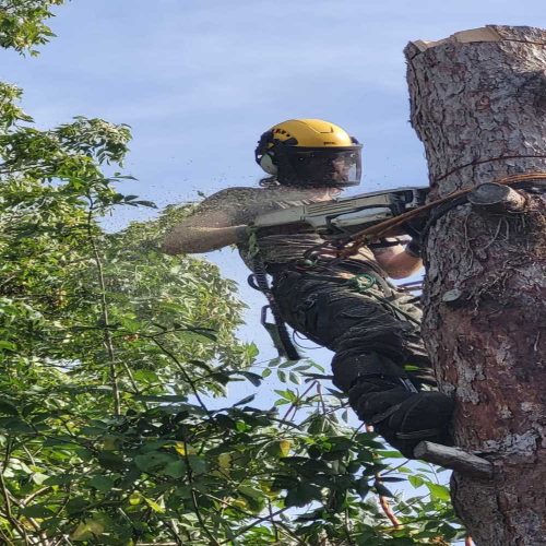 Landscaping, Garden Maintenance, Tree Surgery and Mini Digger Hire Project 2