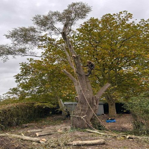 Landscaping, Garden Maintenance, Tree Surgery and Mini Digger Hire Project 3