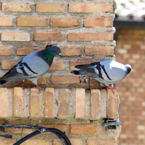 Pest and Vermin Control Specialists Project 2