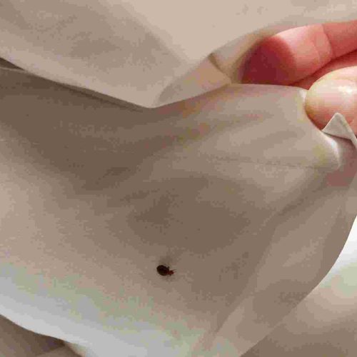 Pest and Vermin Control Specialists Project 3