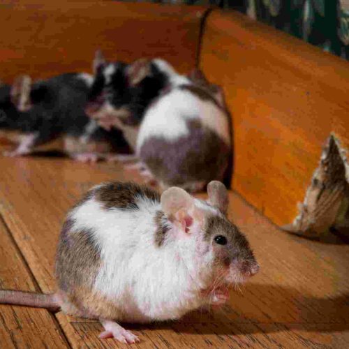 Pest and Vermin Control Specialists Project 6