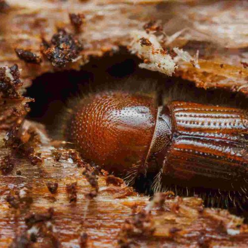 Pest and Vermin Control Specialists Project 7