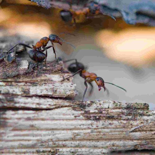 Pest and Vermin Control Specialists Project 8